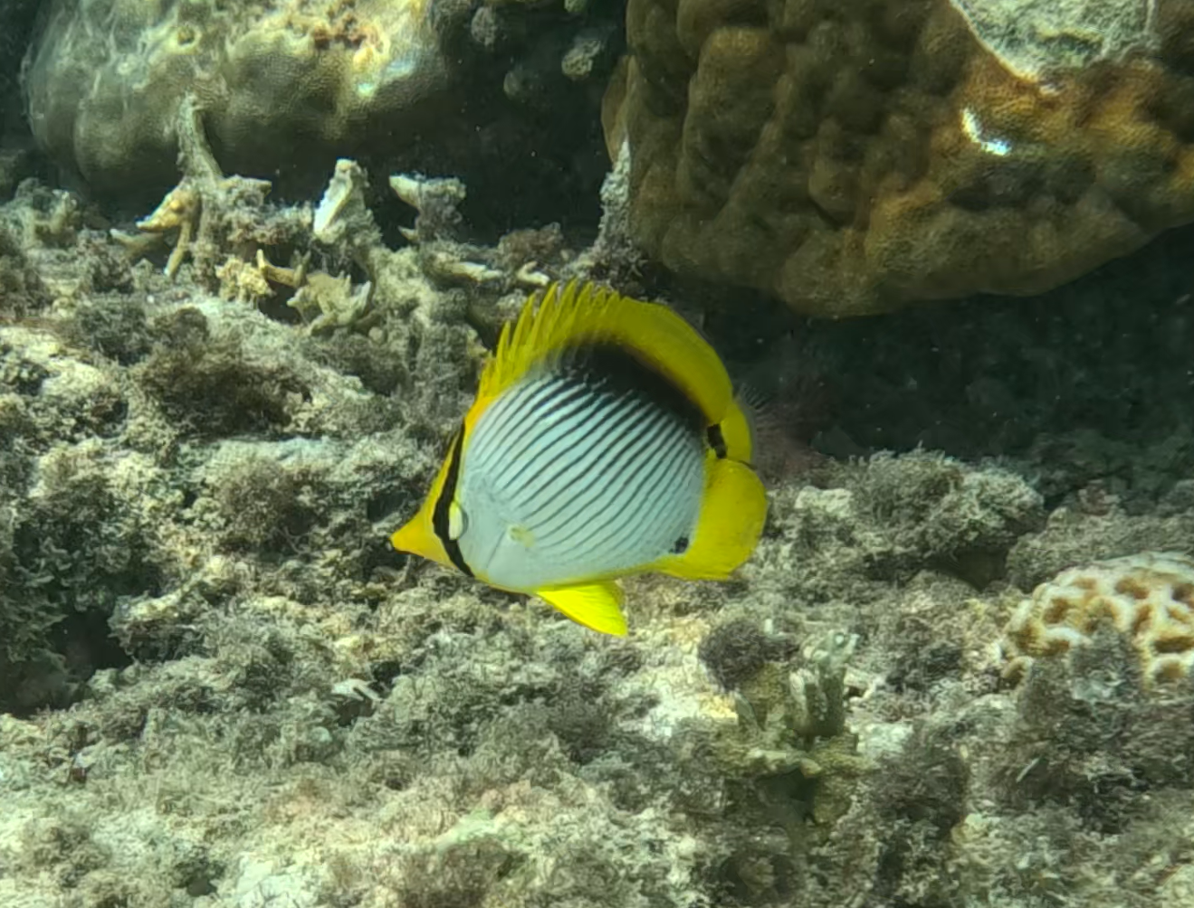 アケボノチョウチョウウオ(幼魚)