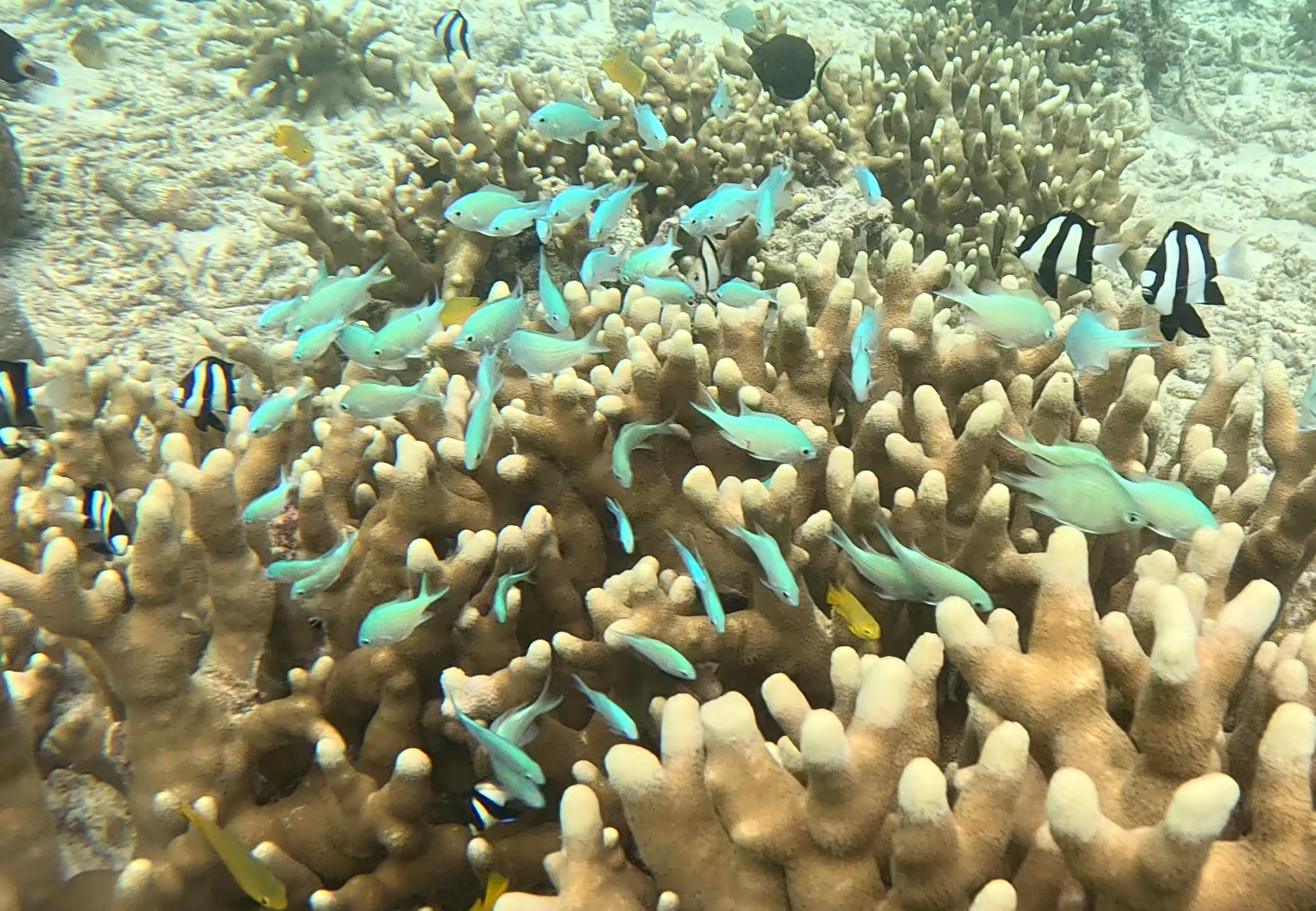 デバスズメダイ