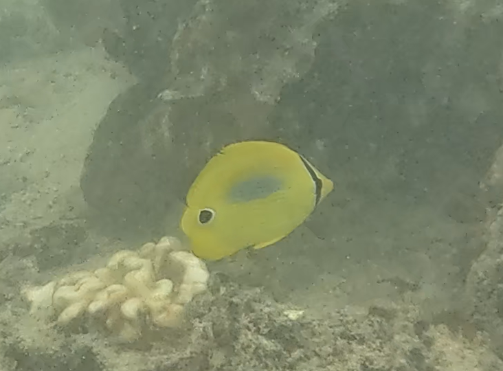 スミツキトノサマダイ(幼魚)