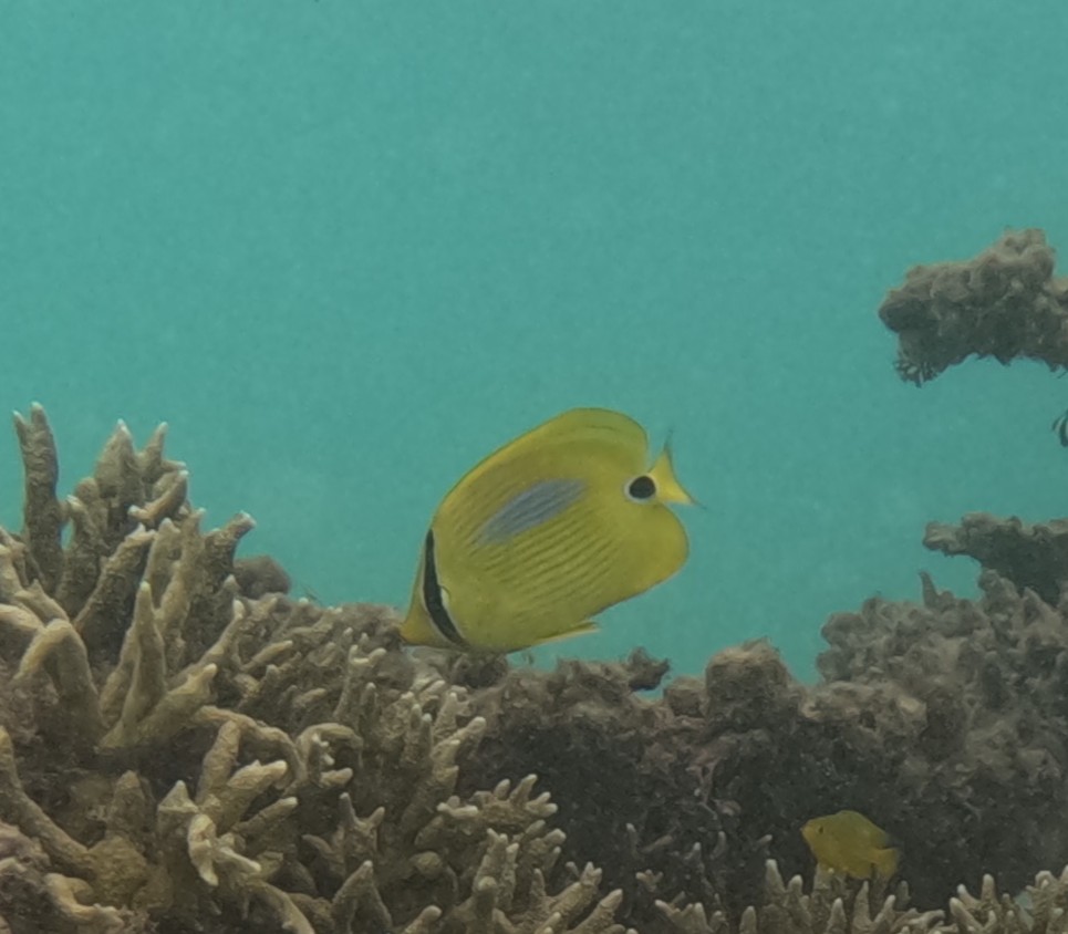 スミツキトノサマダイ