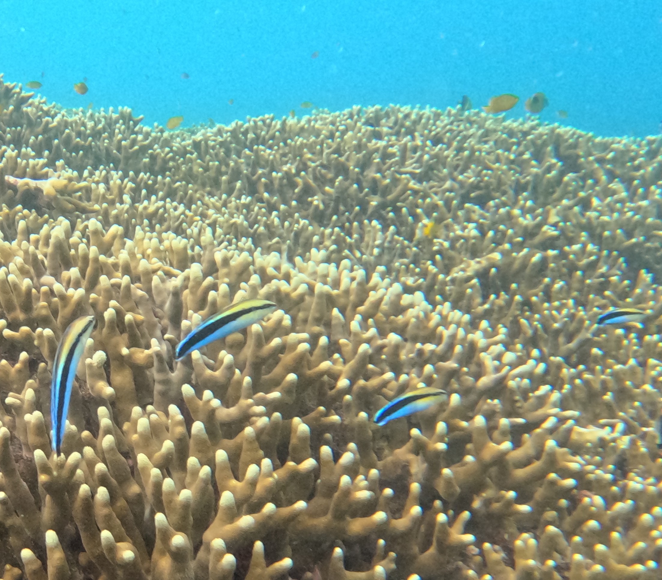 ホンソメワケベラ