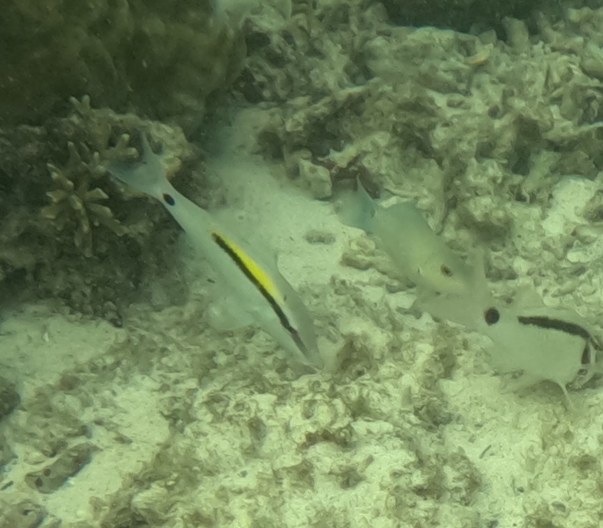 オオスジヒメジ