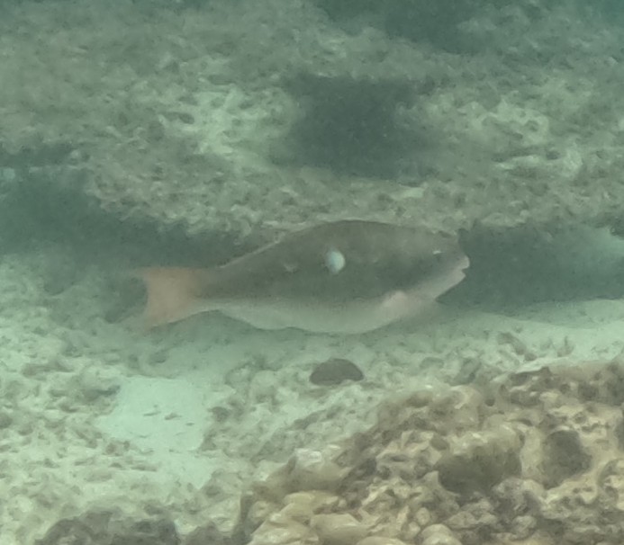 イチモンジブダイ(メス)