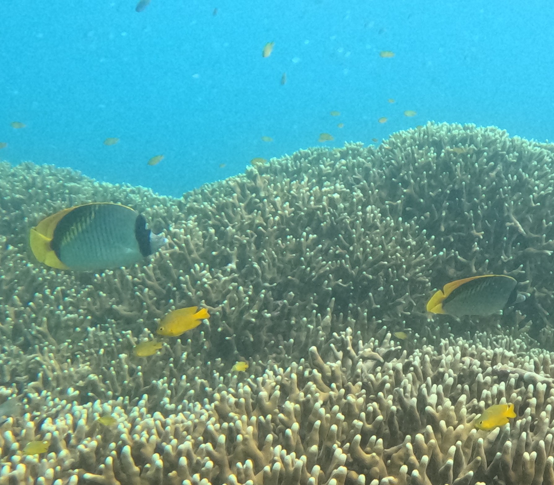 ニセフウライチョウチョウウオ