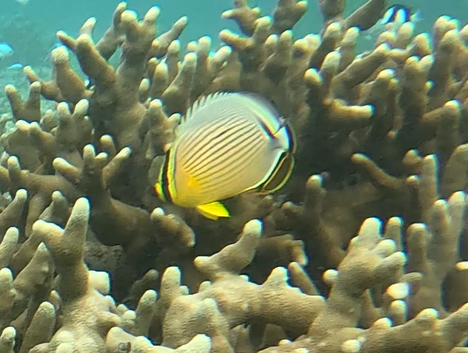 ミスジチョウチョウウオ(幼魚)