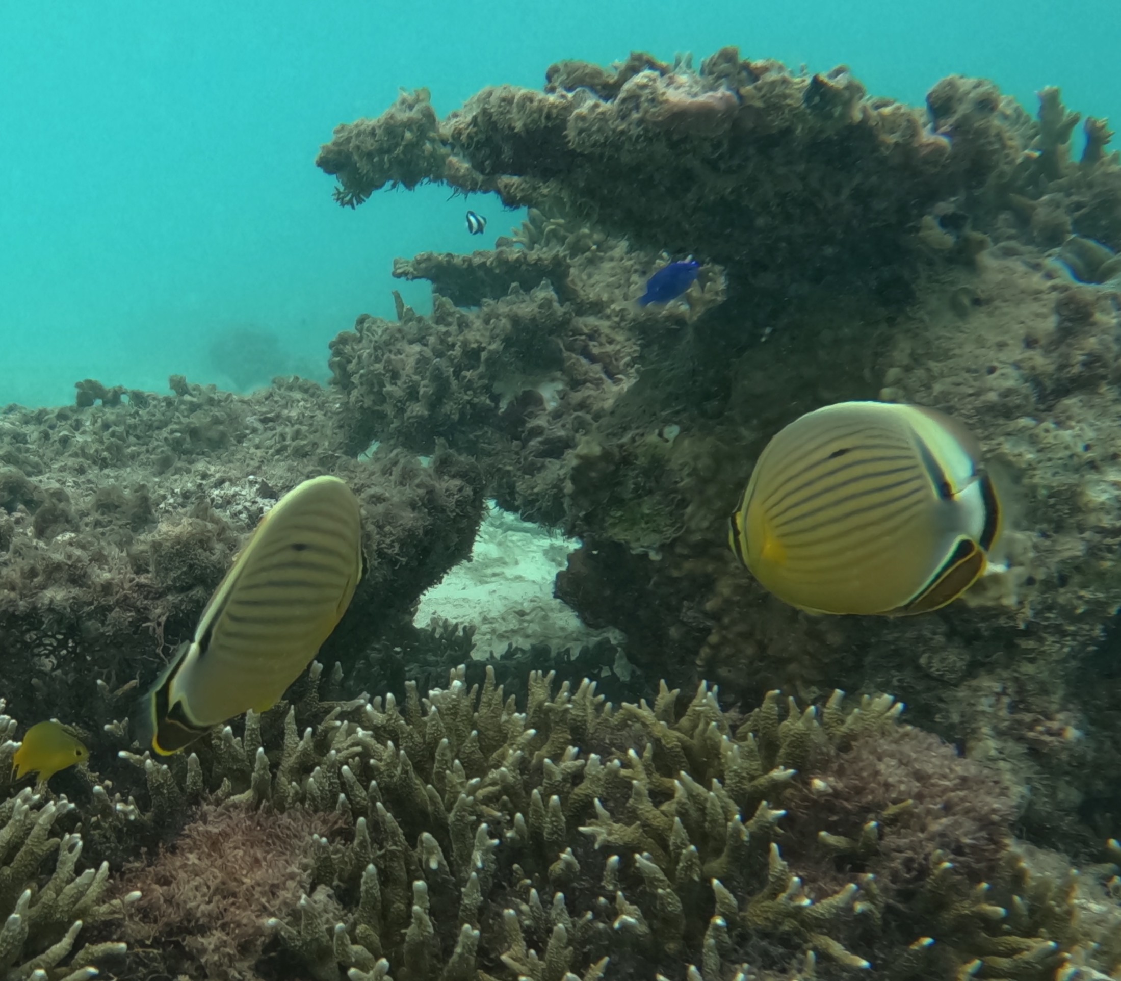 ミスジチョウチョウウオ