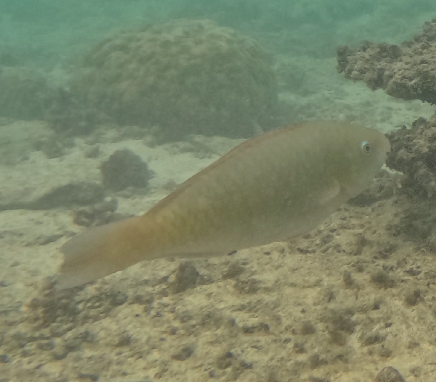 スジブダイ(メス)