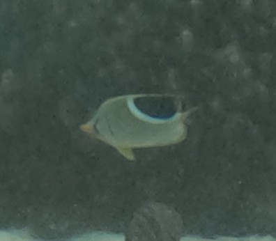 セグロチョウチョウウオ