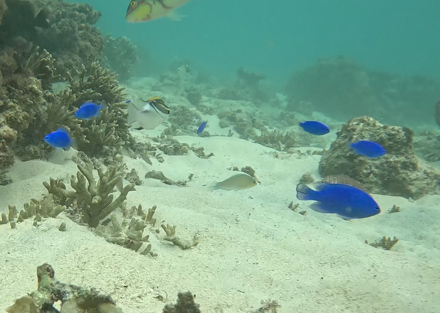 ルリスズメダイ