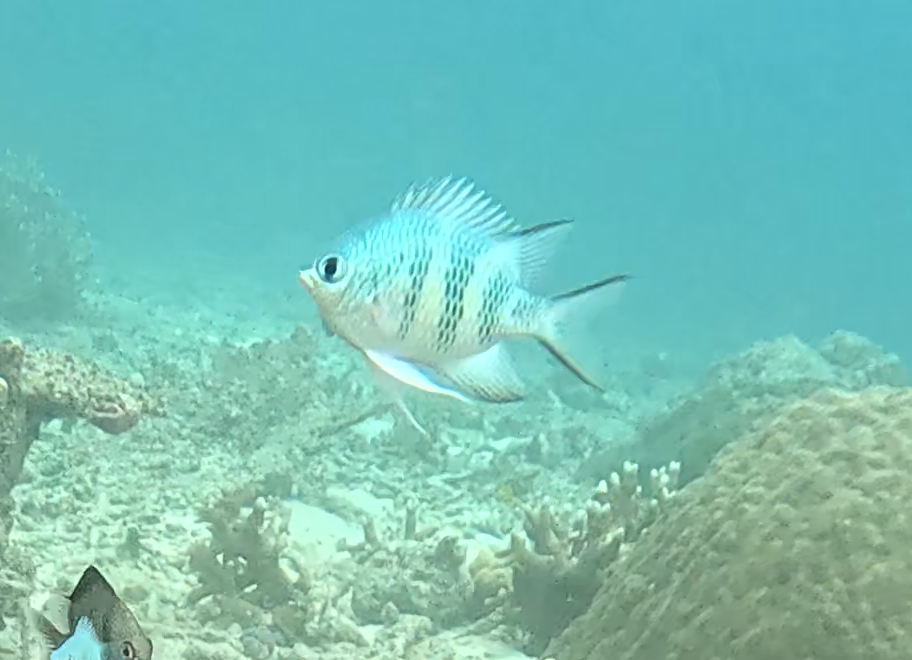 クラカオスズメダイ