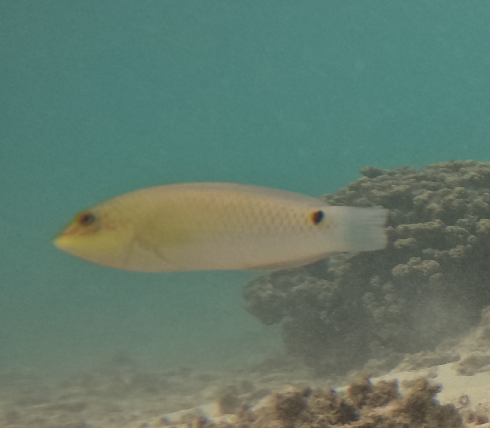 ミツボシキュウセン(メス)