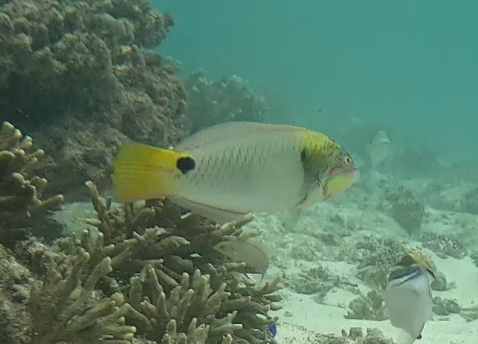 ミツボシキュウセン(オス)