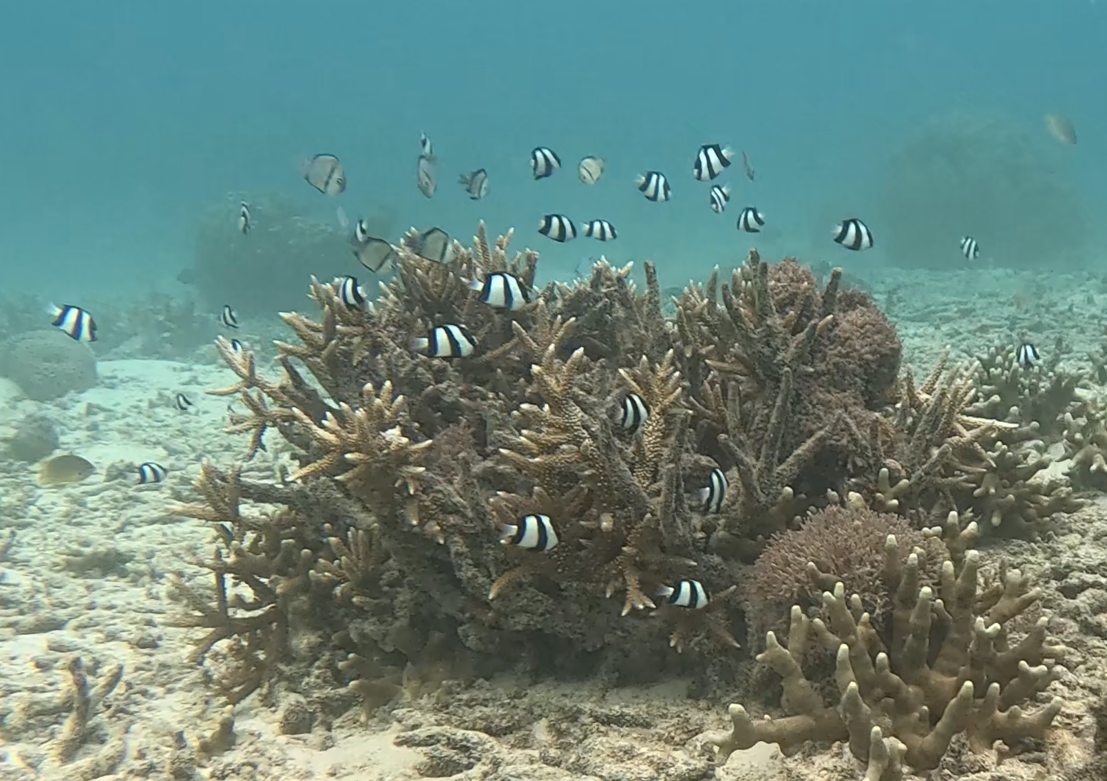 ミスジリュウキュウスズメダイ