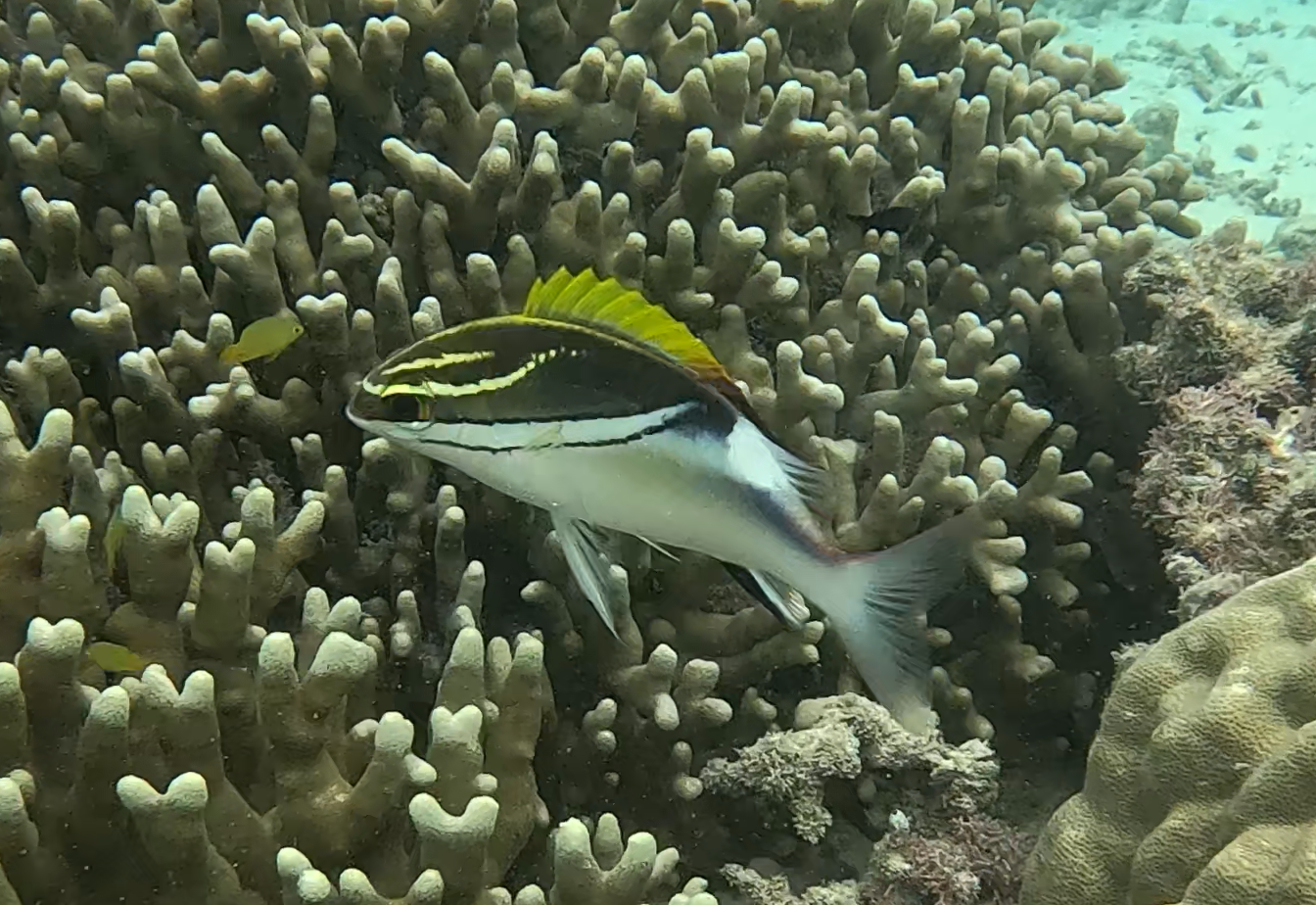 フタスジタマガシラ