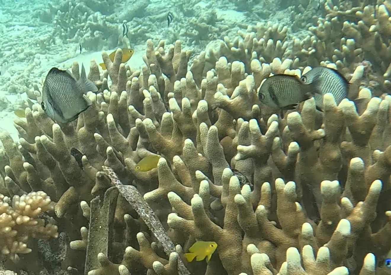 フタスジリュウキュウスズメダイ