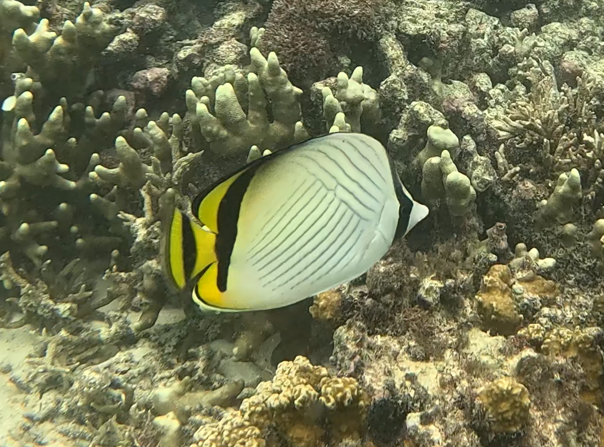 フウライチョウチョウウオ