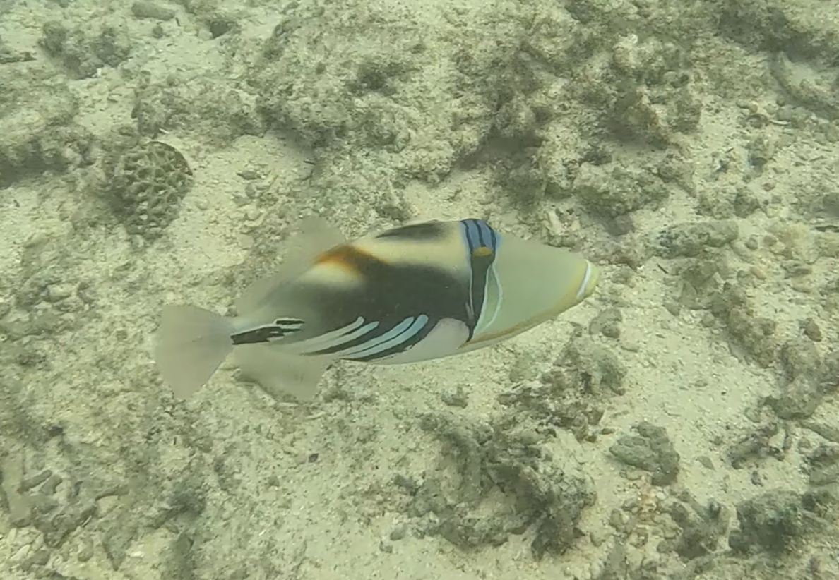 ムラサメモンガラ