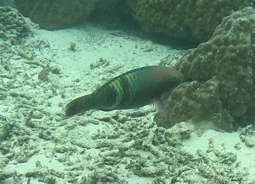 オビブダイ(オス)