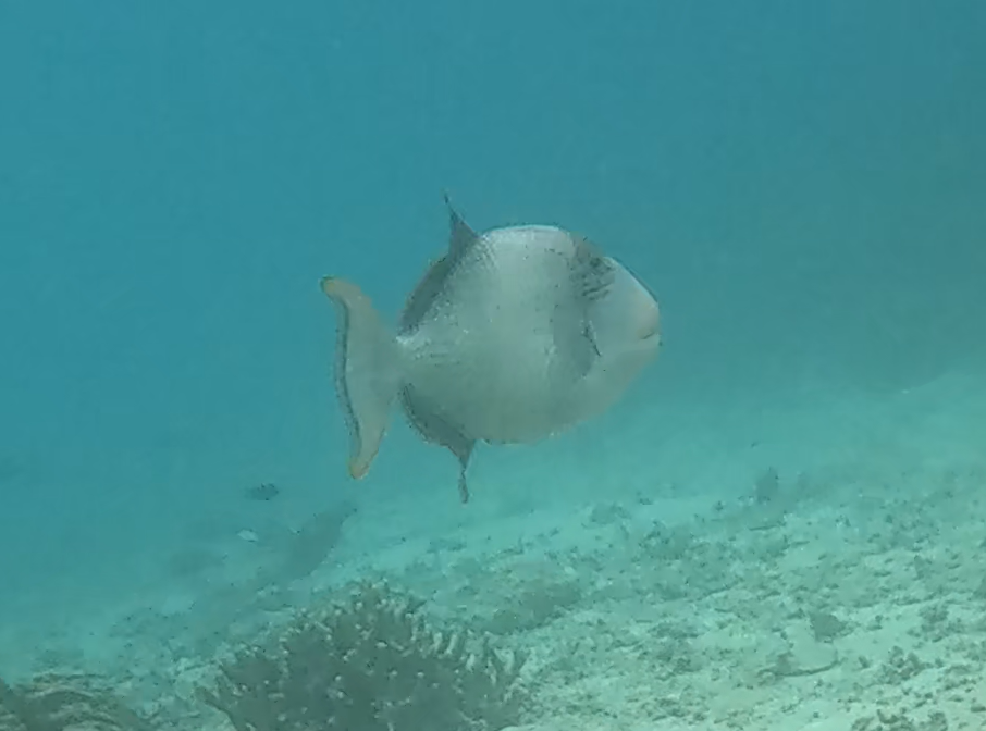 キヘリモンガラ