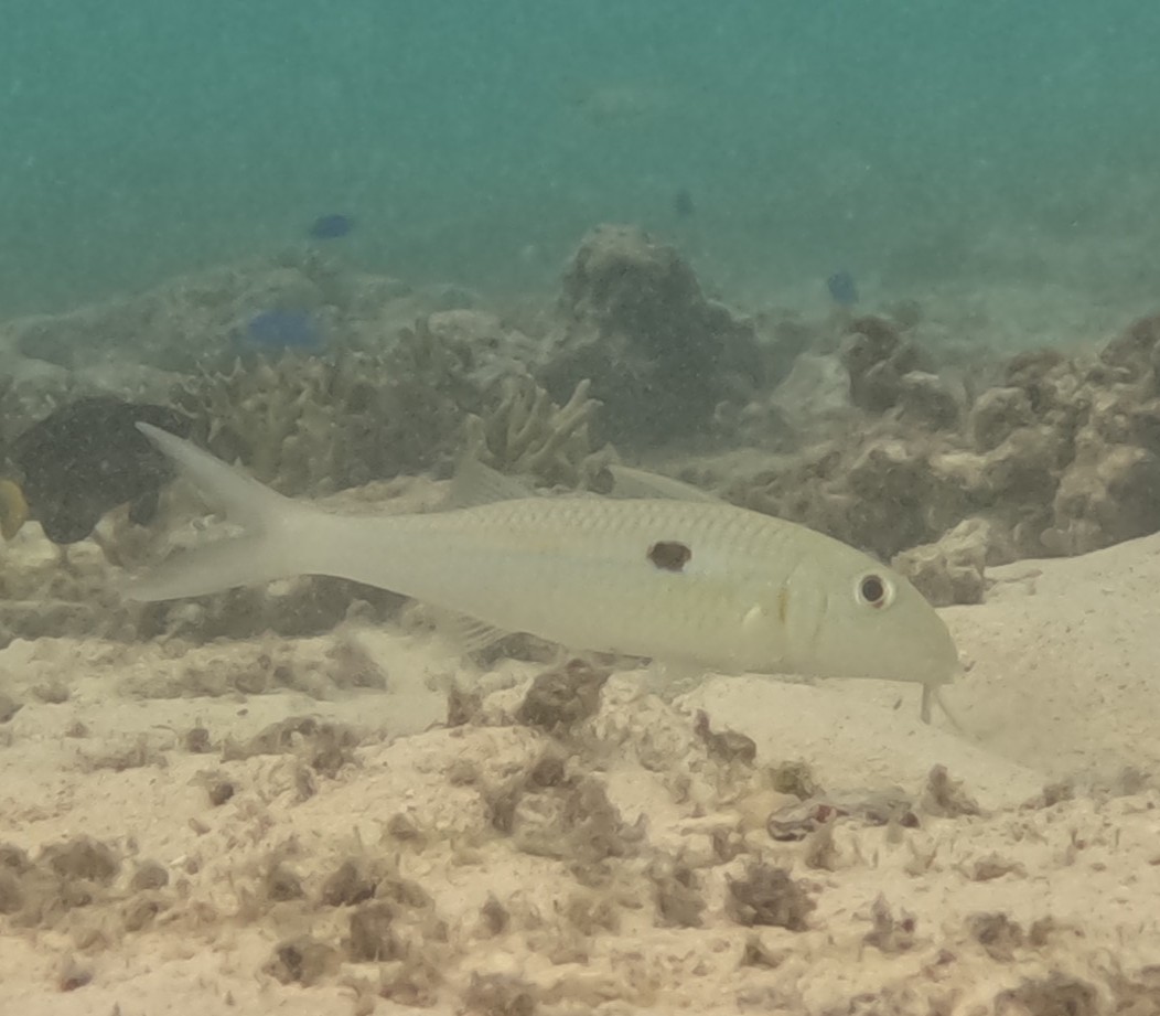 モンツキアカヒメジ