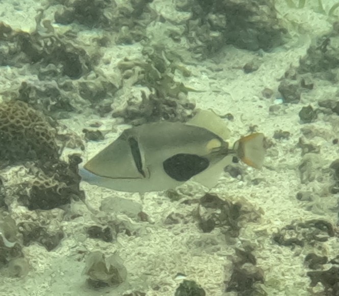 クラカケモンガラ