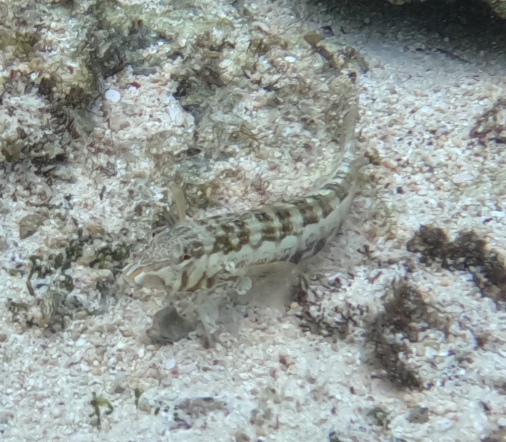 ヨツメトラギス(メス)