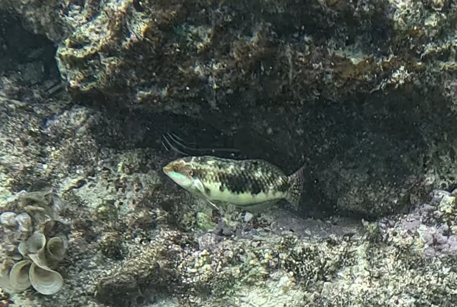 ヤンセンニシキベラ(幼魚)