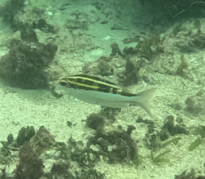 ヨコシマタマガシラ