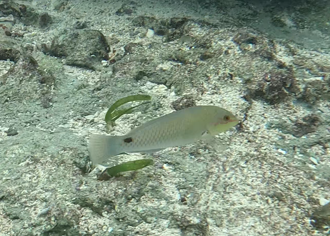 ミツボシキュウセン(メス)