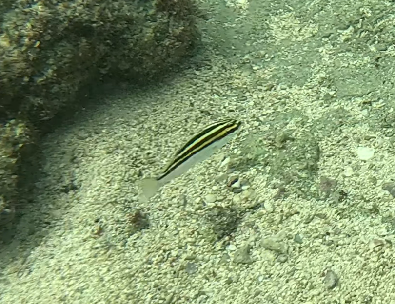 フタスジタマガシラ(幼魚)