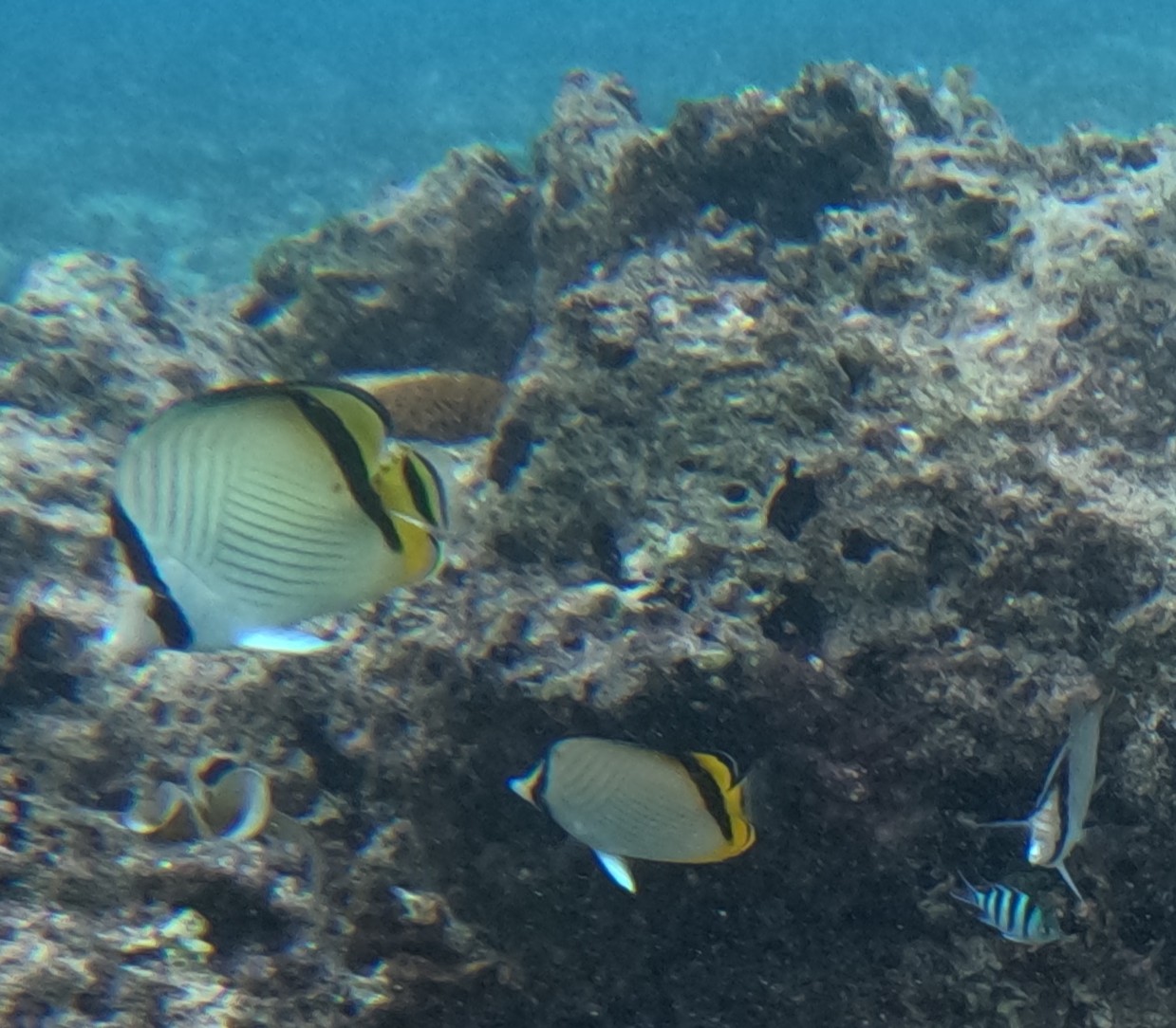 フウライチョウチョウウオ