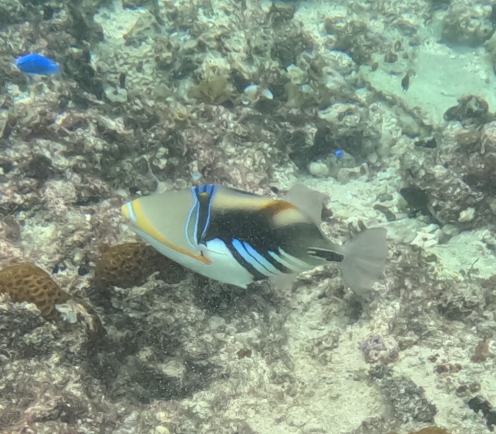 ムラサメモンガラ