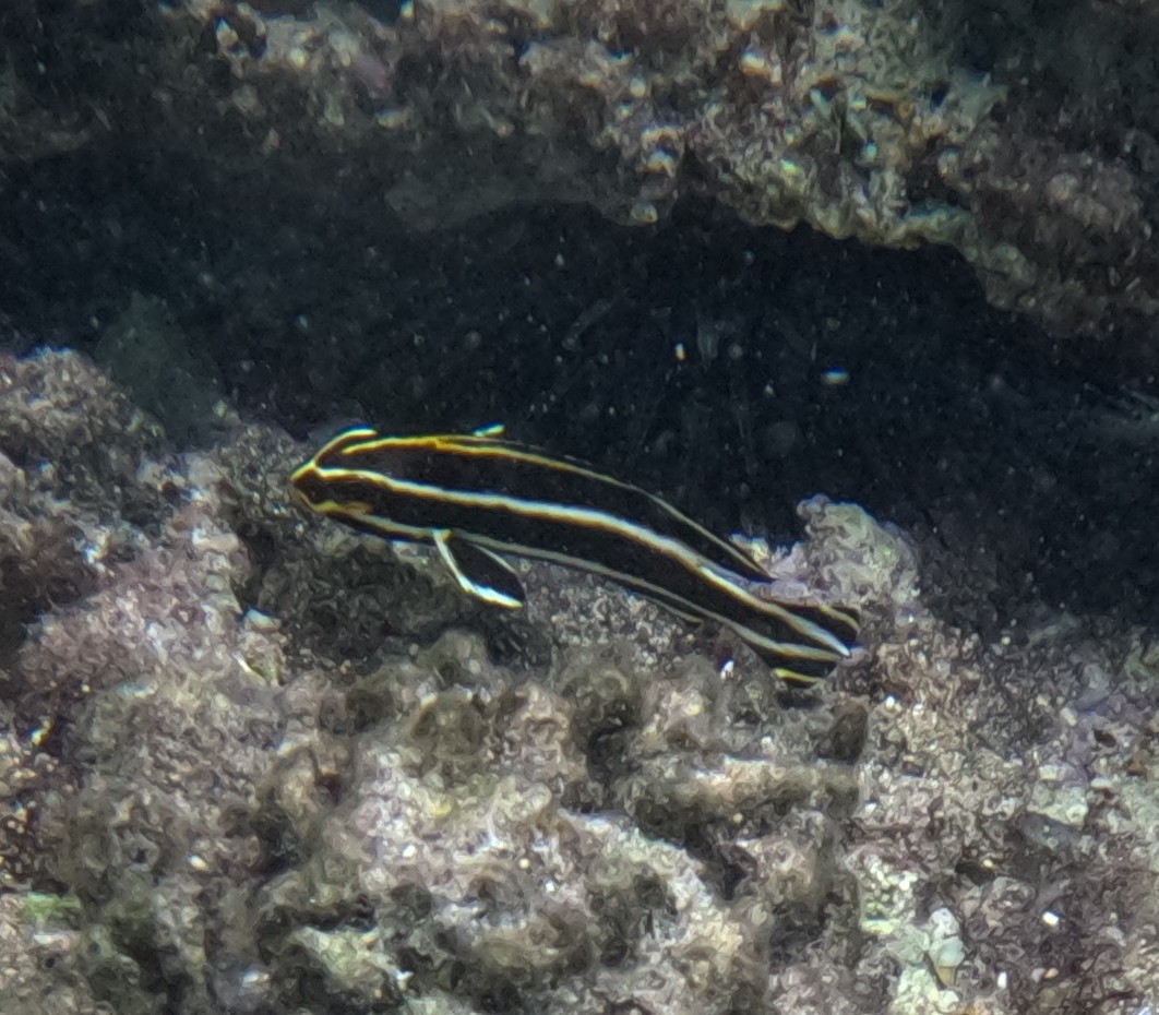 アヤコショウダイ(幼魚)