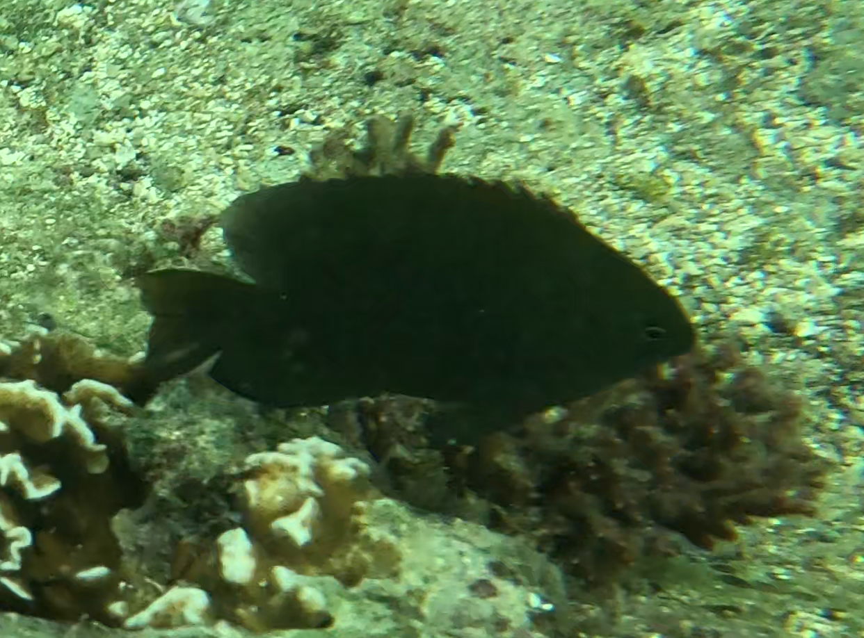 クロスズメダイ