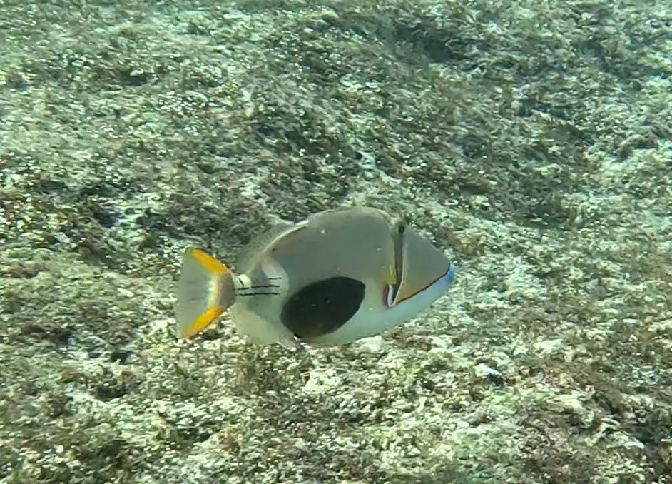 クラカケモンガラ