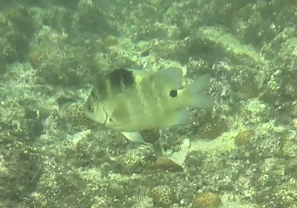 シマスズメダイ