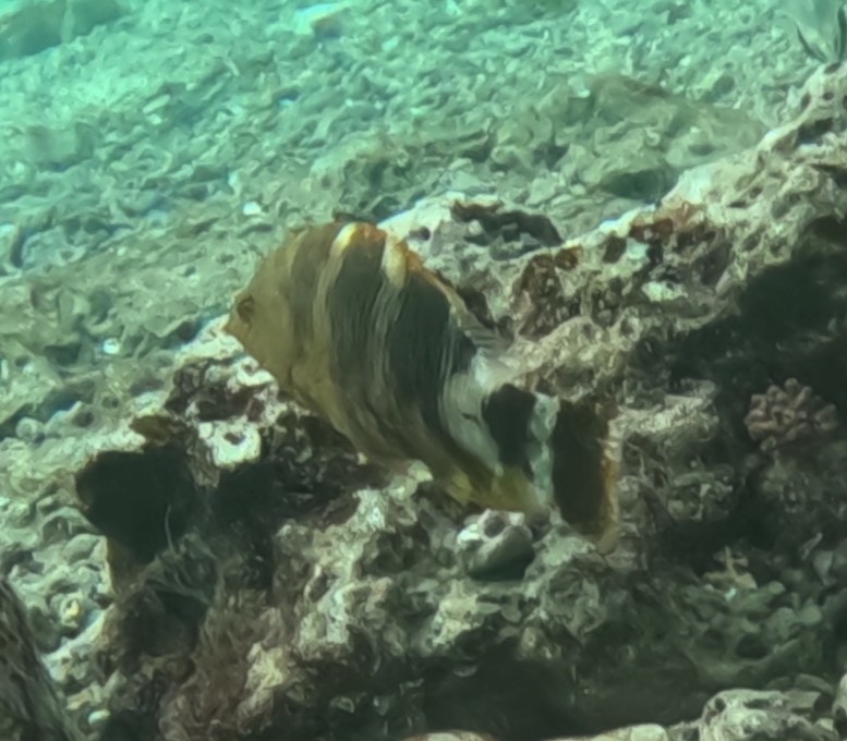 アカテンモチノウオ