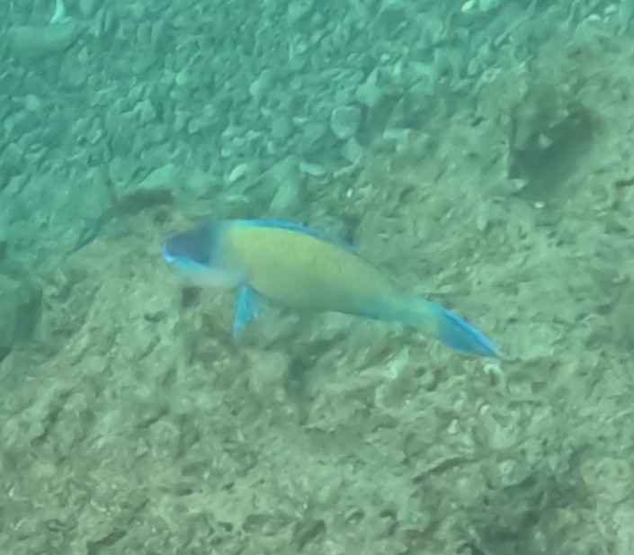 イチモンジブダイ(オス)