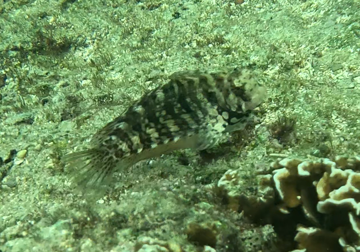 ヤエヤマギンポ