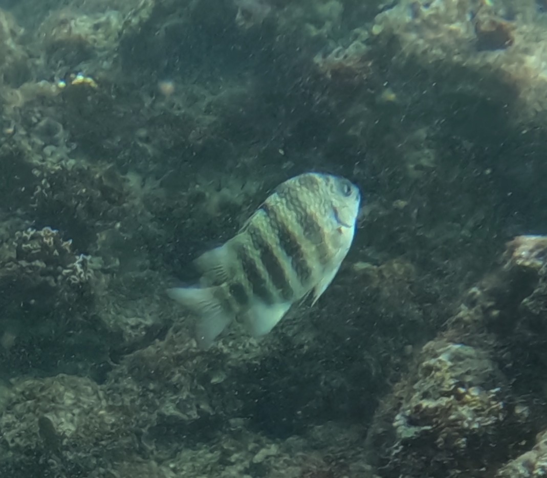 シチセンスズメダイ