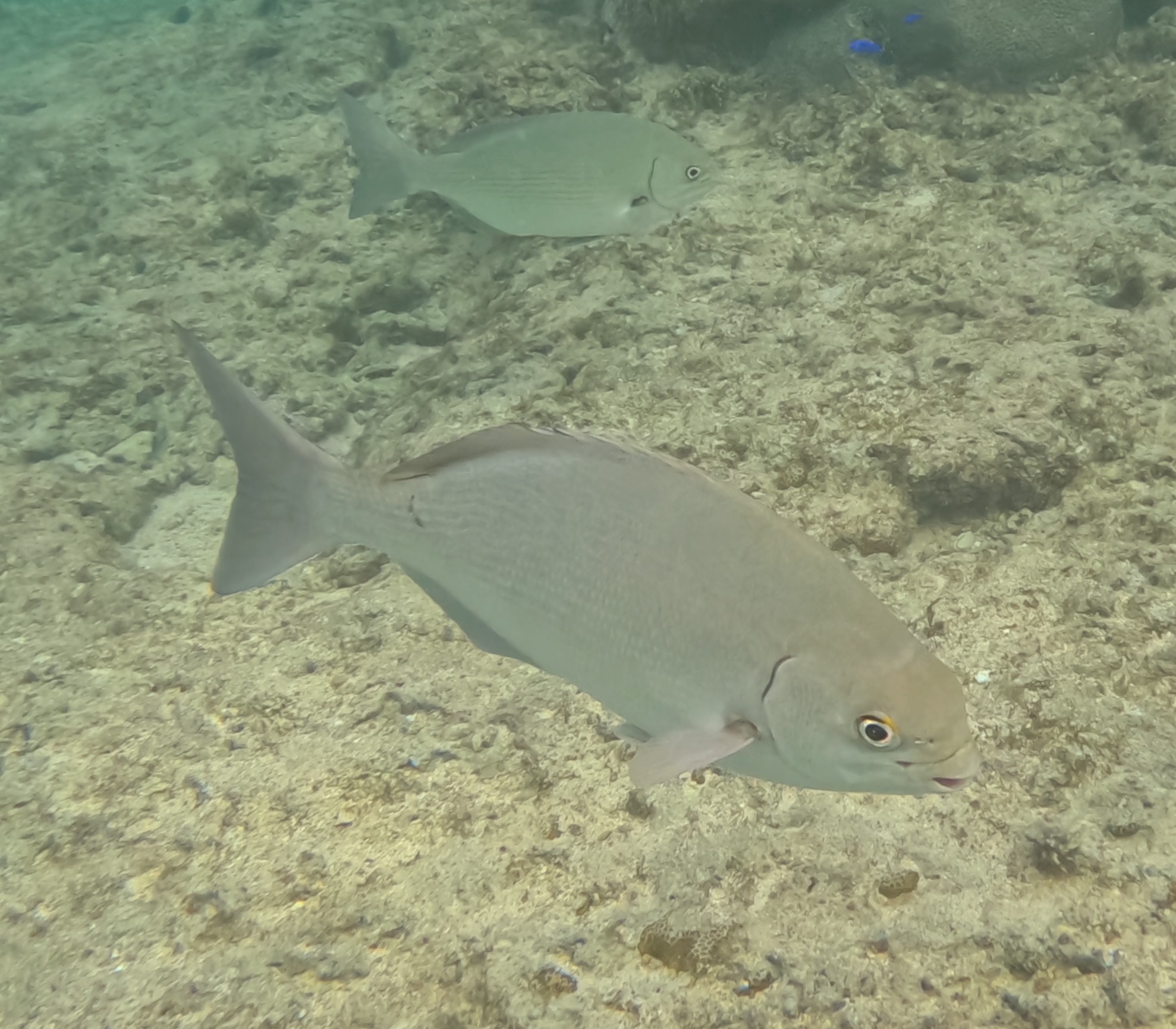 ミナミイスズミ