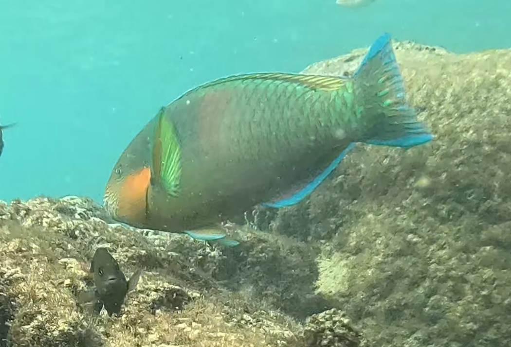 スジブダイ(オス)