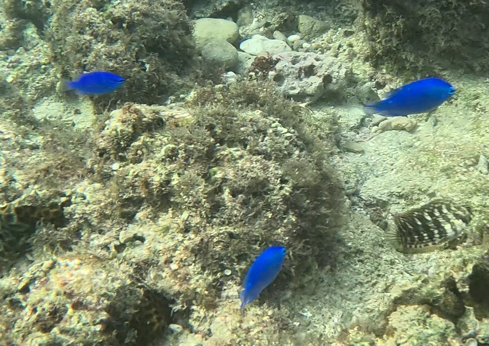 ルリスズメダイ