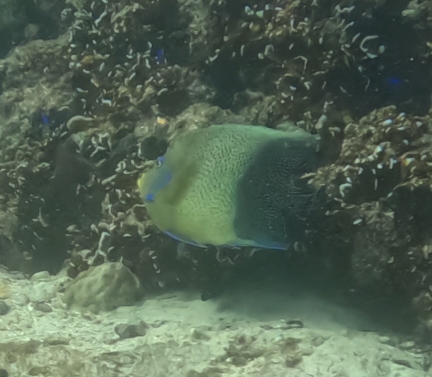 サザナミヤッコ