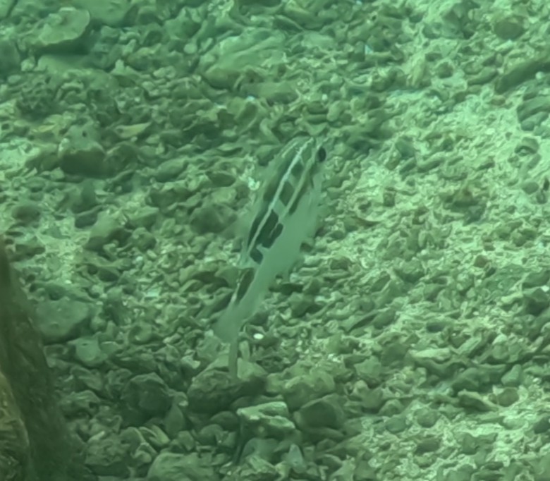 ヨコシマタマガシラ