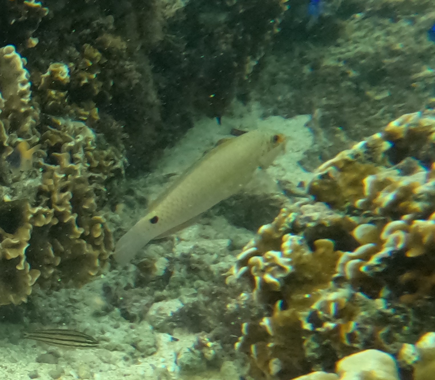 ミツボシキュウセン(メス)