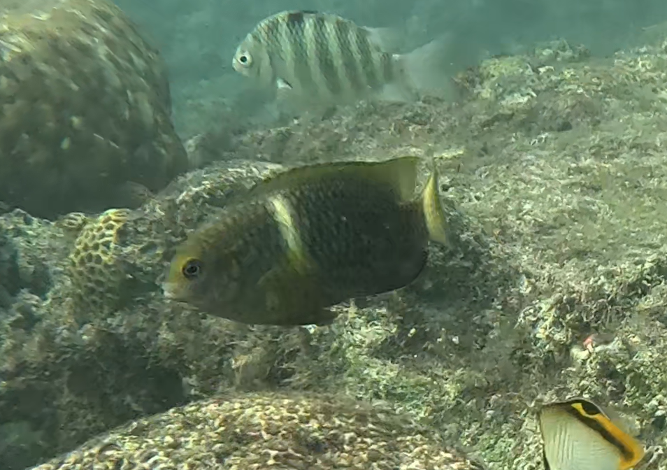 スジブチスズメダイ