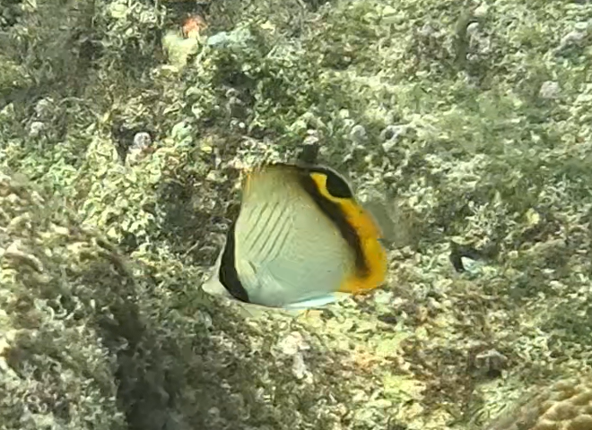 フウライチョウチョウウオ(幼魚)