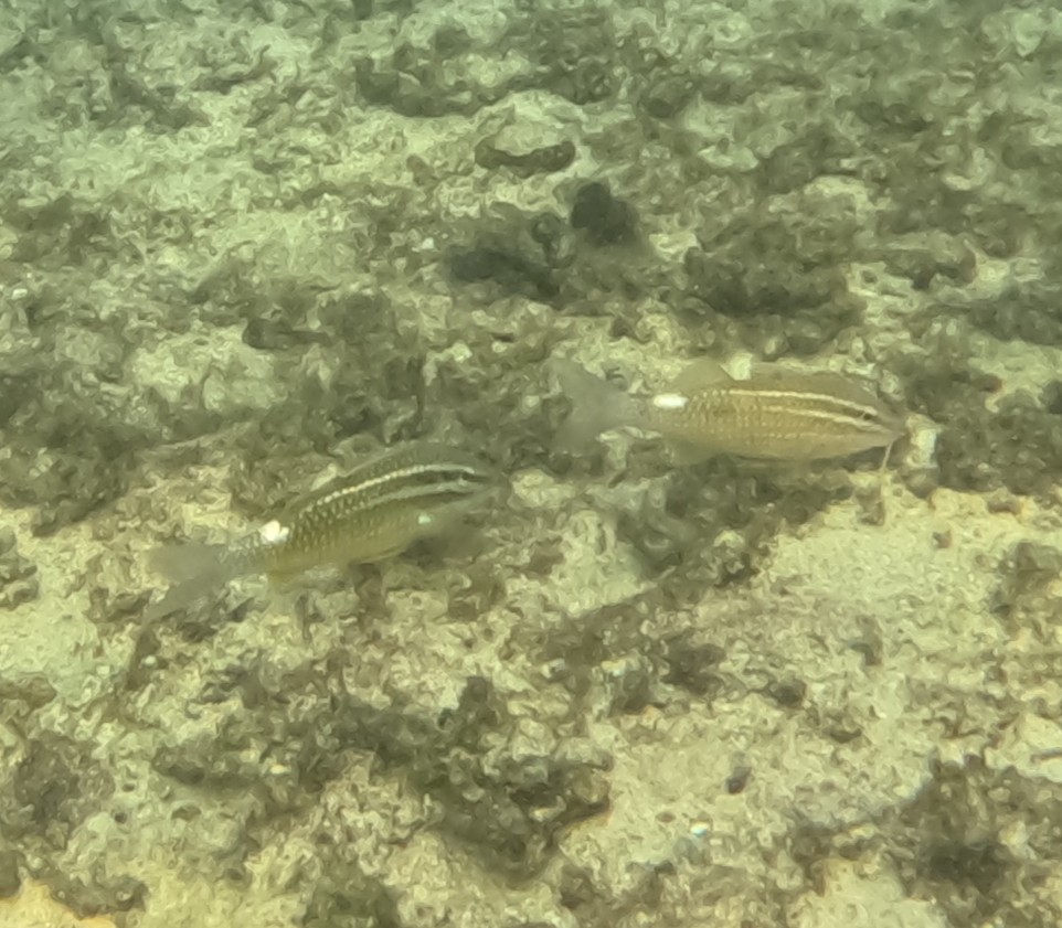 ホウライヒメジ