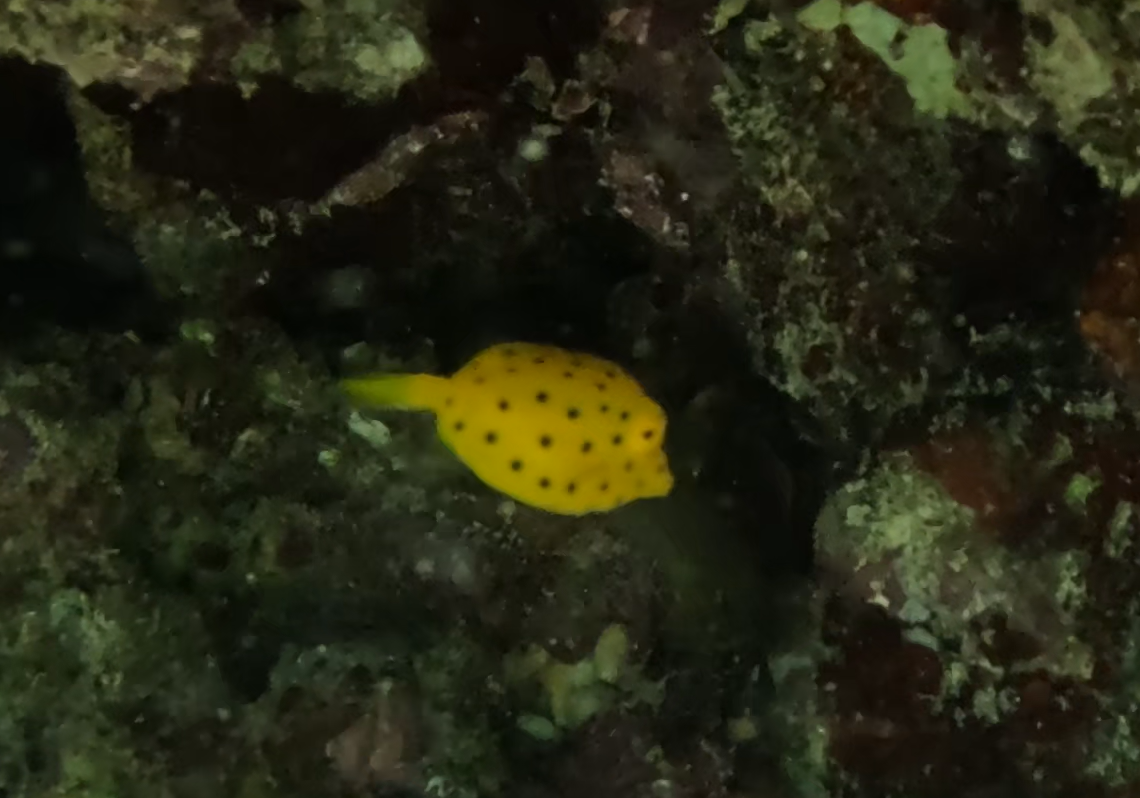 ミナミハコフグ(幼魚)